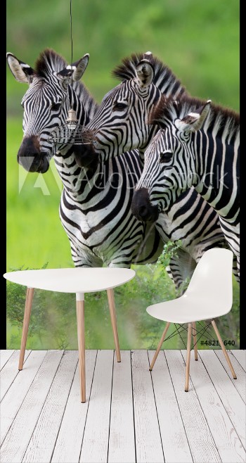 Bild på Zebras together